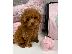 PoulaTo: Poodle apricot toy - Κανίς βερυκοκί τόι